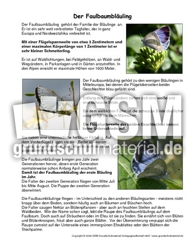 Faulbaumbläuling-Steckbrief.pdf